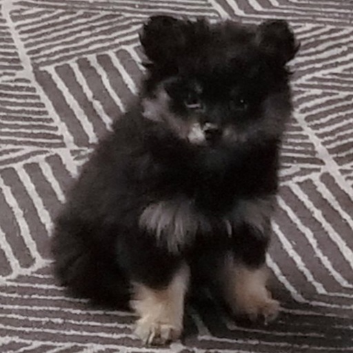 Marnie Appreciation App