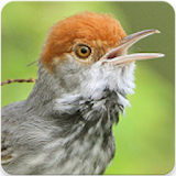 Suara Burung Prenjak Gacor: Kicau Prenjak Masteran icon