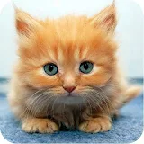 Cat Wallpapers HD ?? - Cute Kittens icon