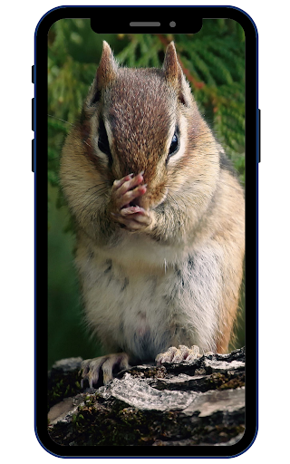 Android application Chipmunk Wallpaper screenshort