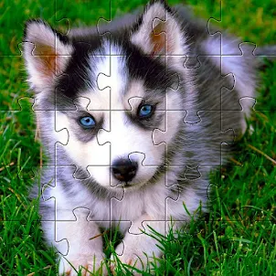 Huskies Dog Jigsaw Puzzle Game