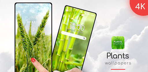 Plants Wallpapers in 4K