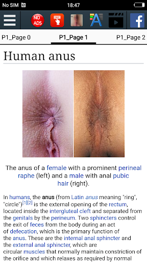 Anus Anatomy  Educational App