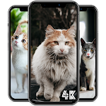 Cover Image of Download Cat Wallpapers  APK