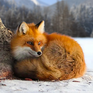 The Fox apk