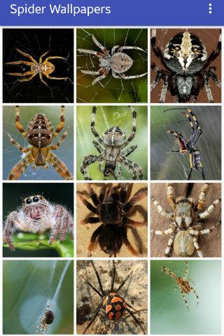 Android application Spider Wallpapers screenshort