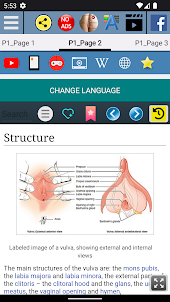 Vulva Anatomy female sex organ