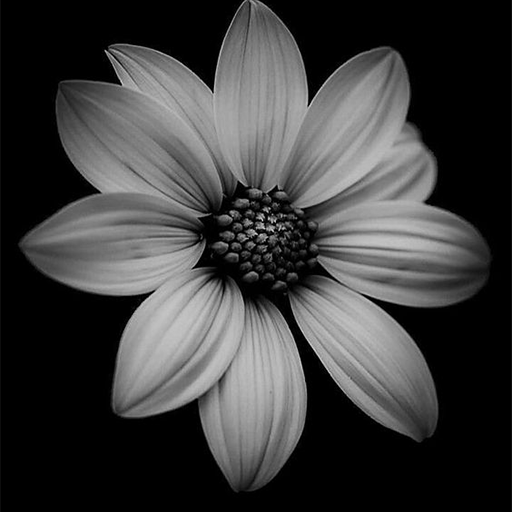 Flower Wallpapers logo