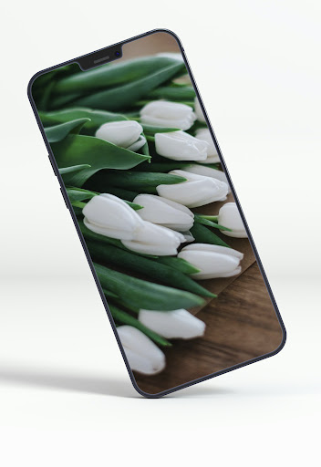 Tulips Wallpapers Screen 2