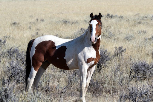 Wild horse wallpapers