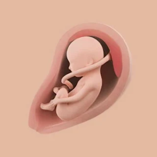 Mommy Womb - Pregnancy Tracker apk