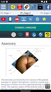 Buttocks Anatomy