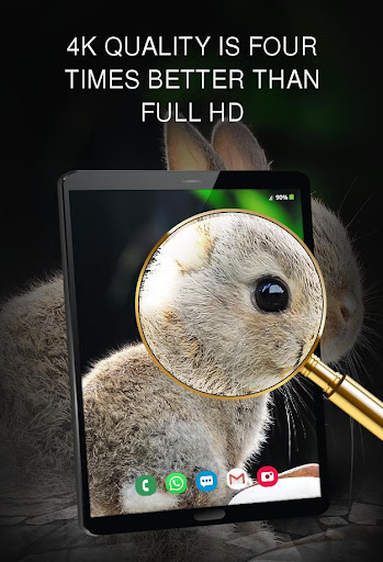 Sweet Animals Wallpapers