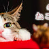 猫 可愛い 壁紙 266739-猫 可���い 壁紙 iphone