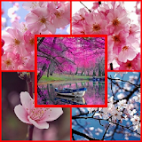cherry blossoms wallpaper icon