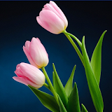 Colorful Tulip Wallpapers icon