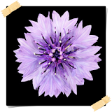 New Chicory Flowers Onet Game icon