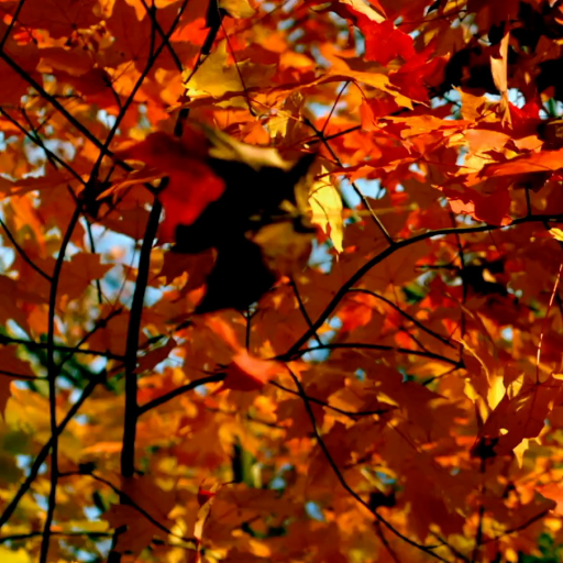 Autumn Forest Live Wallpaper logo