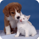 Dogs and Cats Wallpapers icon