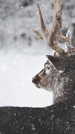 Android application Winter Wallpapers screenshort
