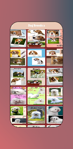 Cute Dog Breeds  Pet Dogs