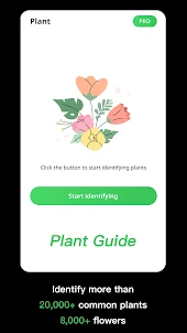 Identificação da Planta