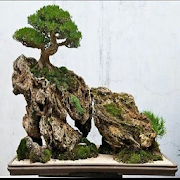 bonsai tree types