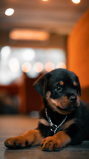 Android application Rottweiler screenshort