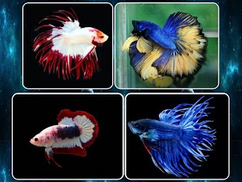 various betta fish