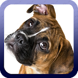 Boxer Dog Wallpaper icon