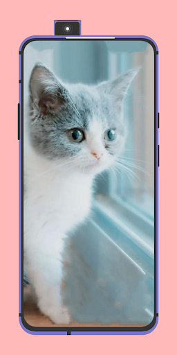 Cute Cats Wallpapers 4k pics Screen 2