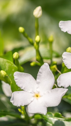 Jasmine Wallpaper