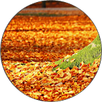 Cover Image of Скачать Autumn Wallpapers 1.1.1.0 APK