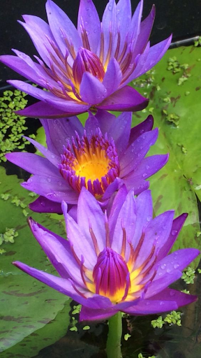 Water lily wallpaper