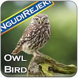 Owl Bird Singing Ringtones icon