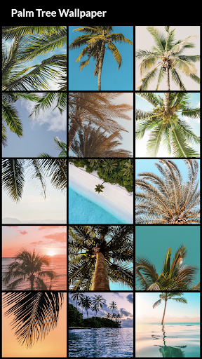 Palm Tree Wallpapers Screen 2