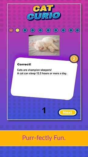 Cat Curio Screen 3