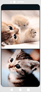 Cute Kitten Wallpapers