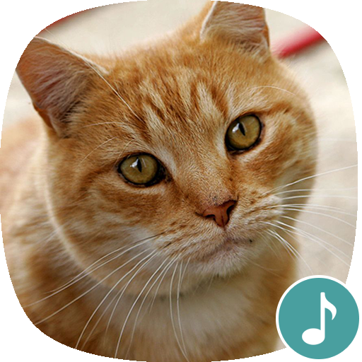 Appp.io - القط تأثيرات صوتية تنزيل على نظام Windows
