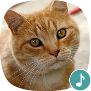 Appp.io - Cat Sounds