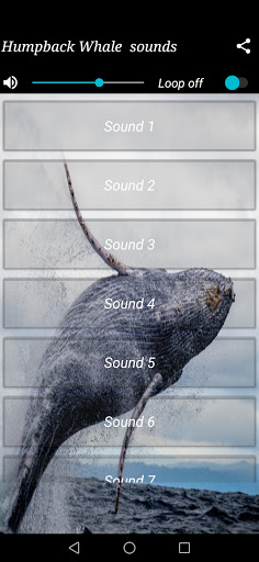 Humpback Whale  sounds