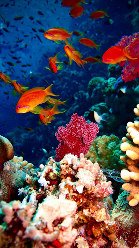 Undersea Wallpapers Screen 2