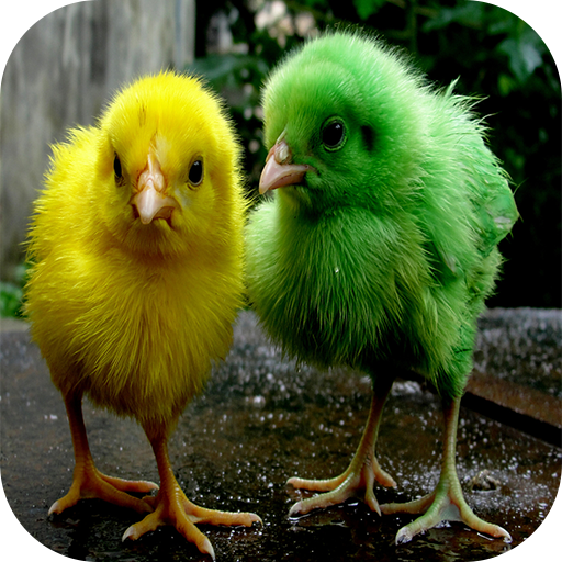 Chicks Wallpapers