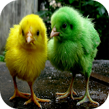 Chicks Wallpapers icon