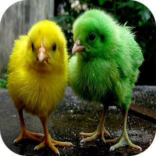 Chicks Wallpapers