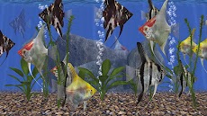 Angel Fish Aquarium TV Liveのおすすめ画像5