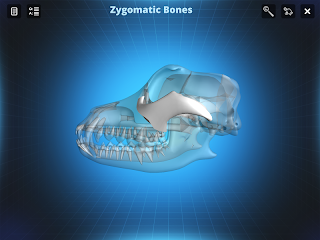 Bone Viewer - Dog Skull - Screenshot 2