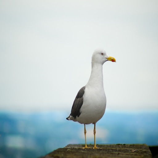 Seagull Sounds Screen 2