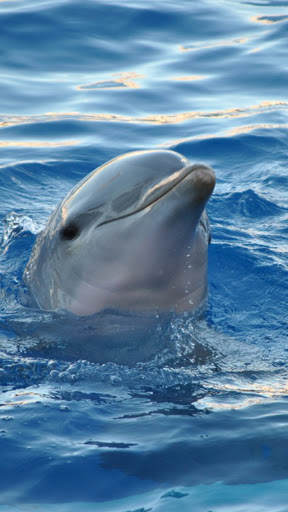 Android application dolphin fish wallpaper screenshort