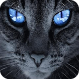 Blue-eyed cat live wallpaper icon
